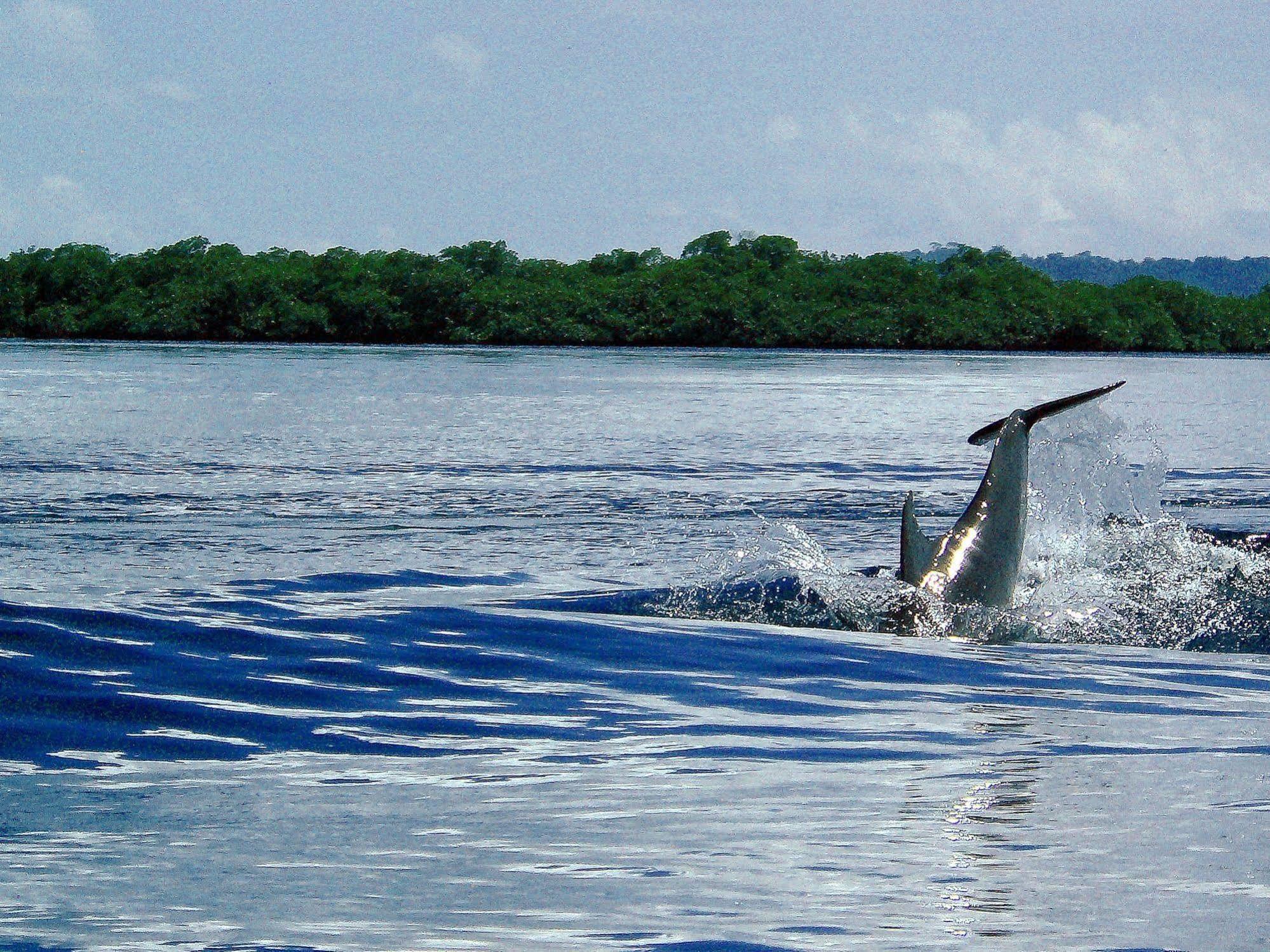 Punta Caracol Acqua Lodge Bocas del Toro Buitenkant foto